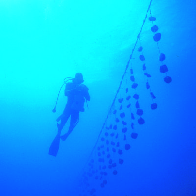 Driver with Oyster Nets