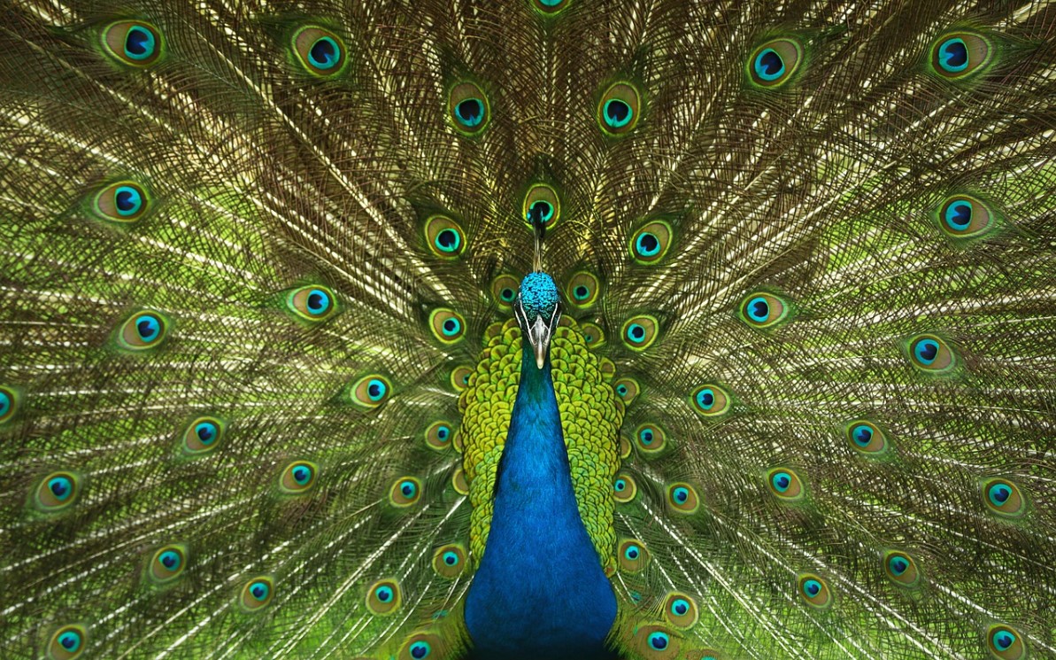 Peacock Bird